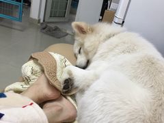 -芭比堂动物医院·24小时·眼科中心(深圳中心)