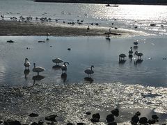 -烟墩角天鹅湖