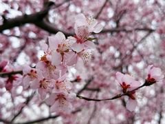-桃花堤公园