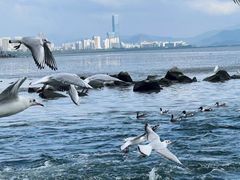 -深圳湾公园(南山区)