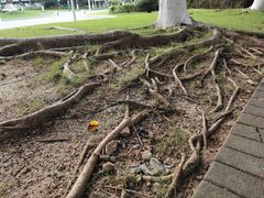 -厦门国家会计学院