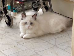 -萌兽医馆·犬猫专科·眼科中心·宠物医院(朝阳门分院)