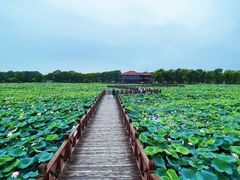 -荷塘月色湿地公园·向阳花洲