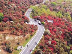 -贵州百里杜鹃风景名胜区