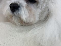 -全心全意连锁动物医院·微创中心·内科急重症·心脏专科(丰管路店)
