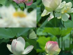 -荷塘月色湿地公园·向阳花洲
