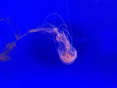 -上海海洋水族馆