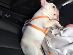 -达爱动物医院·犬猫分区·CT·复杂眼科(远洋山水分院)
