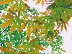 -秋霞圃