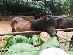 -海南热带野生动植物园