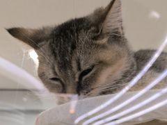 -1013 PET SHOP精品宠物商店(丁香店)