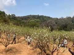 -南国桃园旅游度假区