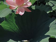 -高子水居