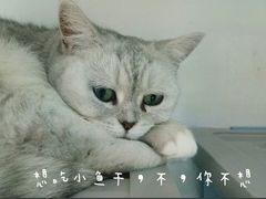 -喵的天空名猫咖啡馆·撸猫·猫舍·用品