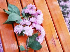 -莱阳濯村樱花园