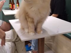 -安格丽娜·狗咖·猫咖羊驼咖(春熙路百盛商场店)