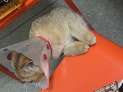 -伟伟宠物医院·瑞派猫友好医院·猫科(光谷店)
