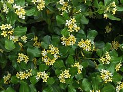 -洋湖国家湿地公园