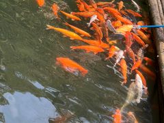 -千岛湖东南湖区