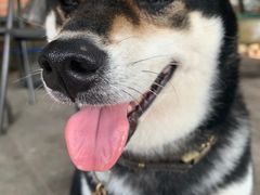 -柴犬高等学院·狗咖·柴犬售卖·宠物训练