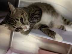 -拜鲁耶动物诊疗中心·宠家动物医院