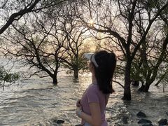 -宝安西湾红树林湿地公园