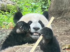 -都江堰中华大熊猫苑