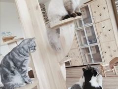 -猫的茶·猫咖