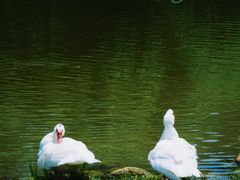 -武汉木兰草原风景区