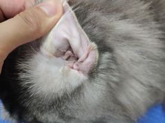 -佳雯宠物医院·皮肤科·内外科(春晓路分院)