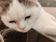 -猫咪派对(江南西店)