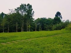 -桤木河湿地公园