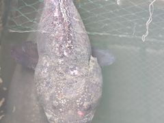 -蓝湾碧波·老字号·疍家非遗海上餐厅