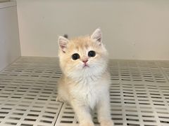 -lincat·猫舍(广州店)