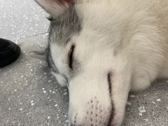 -Let's go狗咖·猫咖·奶狗·桌游(春熙路IFS店)