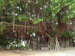 炮台里的大榕树-胡里山炮台