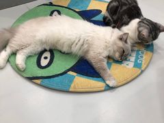 -糯米喵星人·撸猫猫舍咖啡馆(西市场嘉华店)