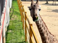 -西霞口神雕山野生动物世界