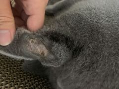 -四月宠物医院·猫专科·心脏专科·内科(转塘店)