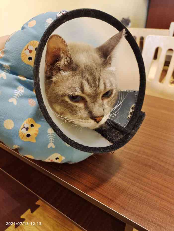 衔蝉猫咖·撸猫·桌游-"不夸张地说 去了杭州那么多家猫咖 成为回.