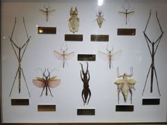 -上海昆虫博物馆