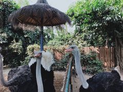 -广州长隆飞鸟乐园