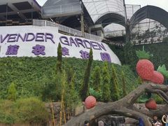 -金马仑薰衣草花园(Cameron Lavender)