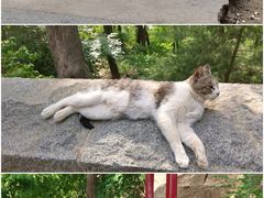 -泰山风景名胜区