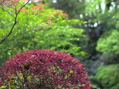 -杭州半山国家森林公园