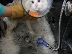 -佳雯宠物医院·皮肤科·内外科(春晓路分院)