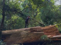 -天目山大树王景区