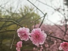 -南山植物园