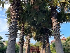 -海口万豪·大堂吧·望海吧.日落海景·下午茶·奶茶·咖啡·轻食·蛋糕·鸡尾酒·清吧