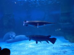 -烟台海昌鲸鲨海洋公园